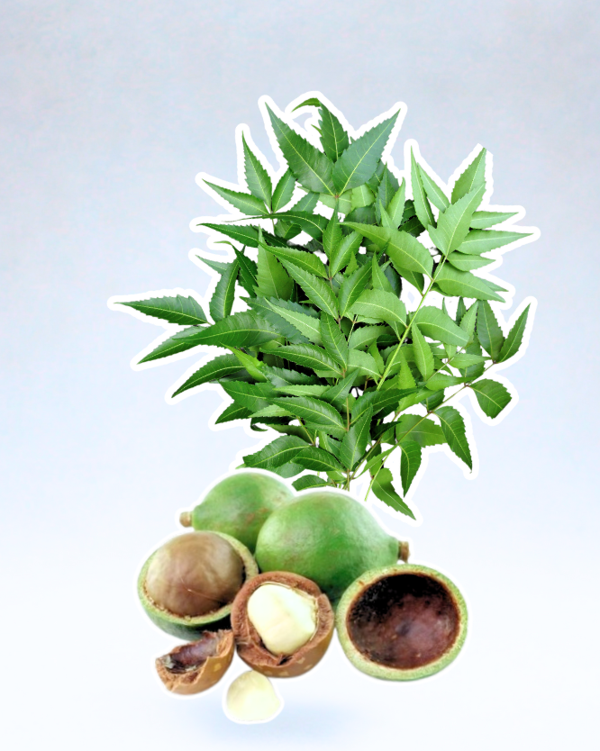 Neem & Tamanu Oil — The Power Couple Your Skin’s Been Waiting Fo